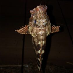 今日はアタリが少なかったです