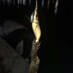 瀑釣？と思ったのもつかのま…