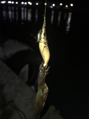 瀑釣？と思ったのもつかのま…