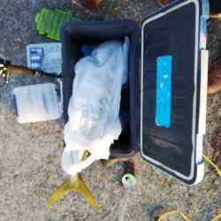 久しぶりのメジロ様