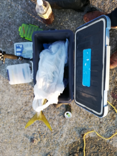 久しぶりのメジロ様