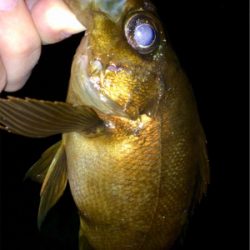 メバリンガー1800〜1920