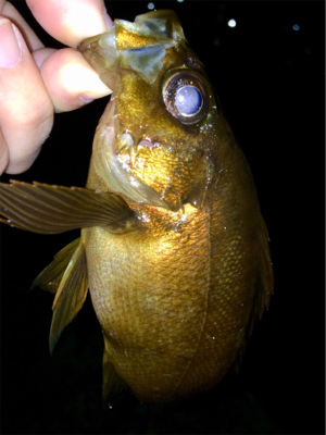 メバリンガー1800〜1920