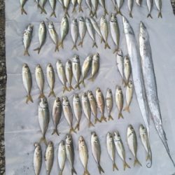 ナイトアジング/サーベリング☆GUNNING-STYLE