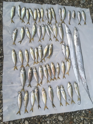 ナイトアジング/サーベリング☆GUNNING-STYLE