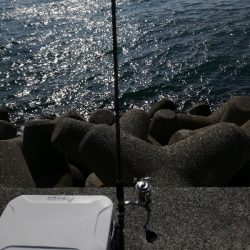 なんとかボウズ回避