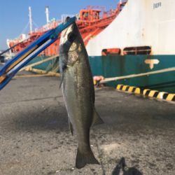 朝太刀魚と昼チーバス