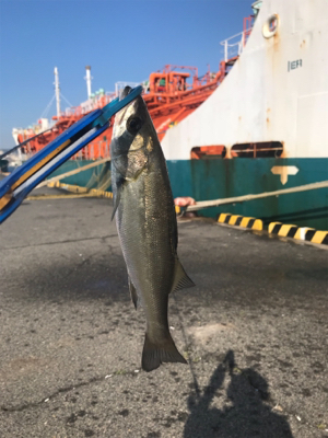 朝太刀魚と昼チーバス