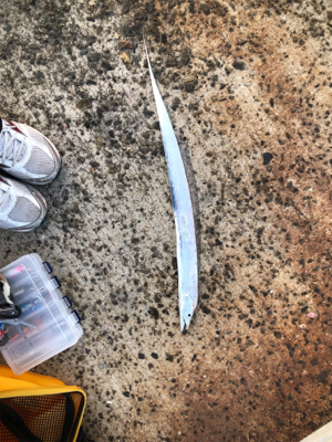 タチウオしか来んなぁ。