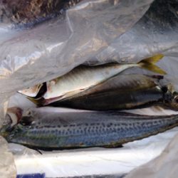 アジ33cm,サゴシ45cm