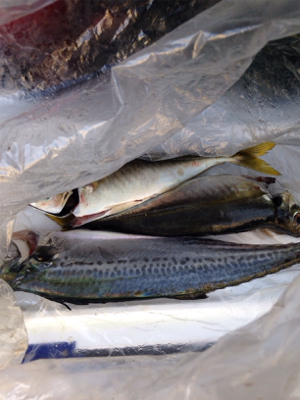 アジ33cm,サゴシ45cm