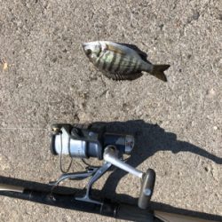 秋の波止フカセ魚種多彩だが？