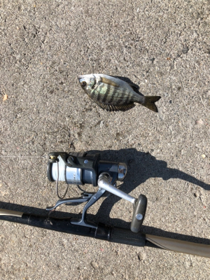 秋の波止フカセ魚種多彩だが？