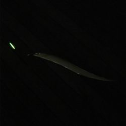 天保山・シーサイドコスモ タチウオ