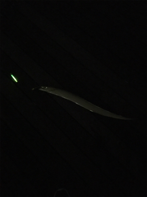 天保山・シーサイドコスモ タチウオ