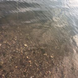 釣れたのはデカぼら