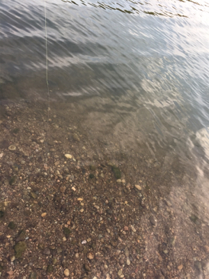 釣れたのはデカぼら