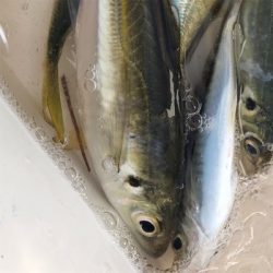 アジラッシュ！肉厚バッチリ♪