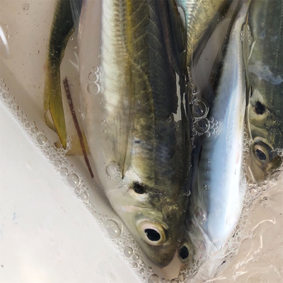 アジラッシュ！肉厚バッチリ♪