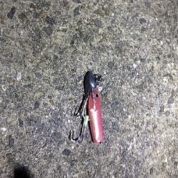 ひさしぶりの釣り