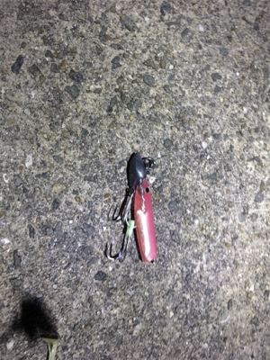 ひさしぶりの釣り