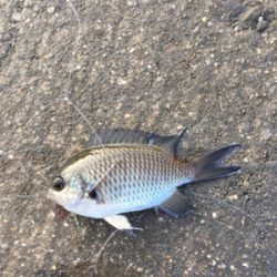 スズメダイの刺身