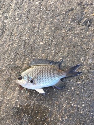 スズメダイの刺身