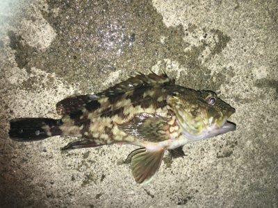 鳴門でライトゲーム