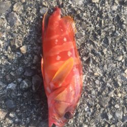 五目釣り  尻尾ないアコウ