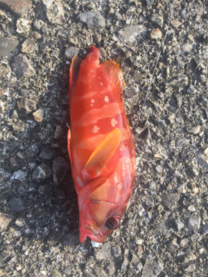 五目釣り  尻尾ないアコウ