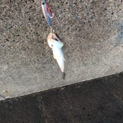 エソときどきサゴシ