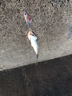 エソときどきサゴシ