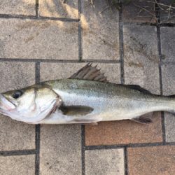 朝マヅメからグレ釣りに