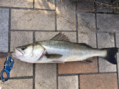 朝マヅメからグレ釣りに