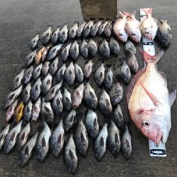 タイラバ  メバル