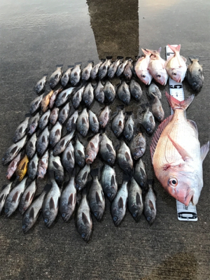 タイラバ  メバル