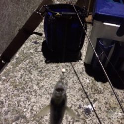 癒しのアジング