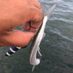出遅れ太刀魚間に合った