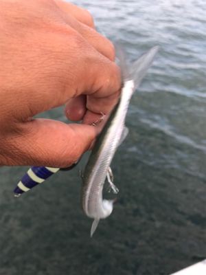 出遅れ太刀魚間に合った