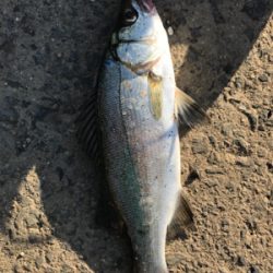 ライトゲームin御所浦