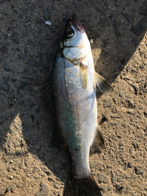 ライトゲームin御所浦