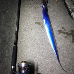 安定のタチウオ