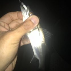 名港ライトゲーム