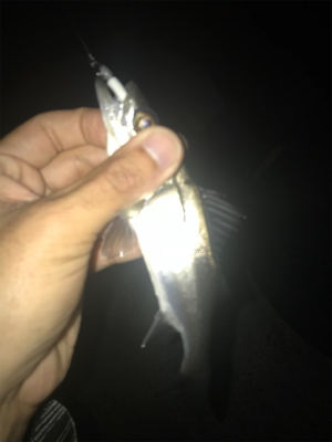 名港ライトゲーム