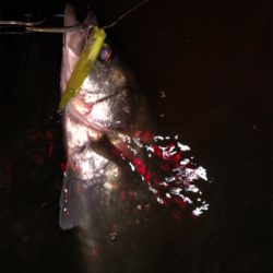 シーバスバイト多発♪