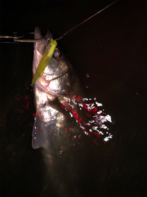 シーバスバイト多発♪