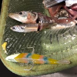 2日連続朝まずめ