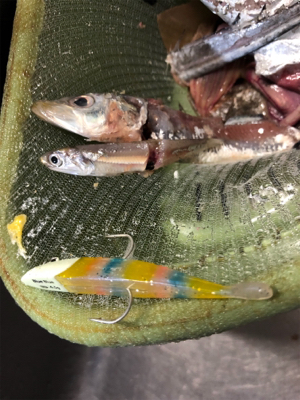 2日連続朝まずめ