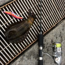 タチのちアオリ