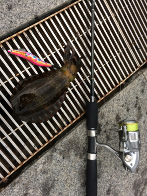 タチのちアオリ